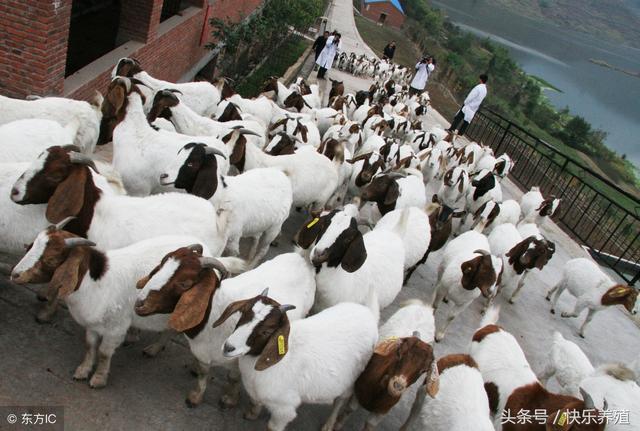 养羊1百只羊一年能挣多少钱（养羊需要做哪些工作）(1)